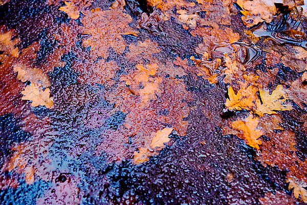 포토 JPG 해외이미지 식물 계절 호수 백그라운드 잎 겨울 자연 날씨 추상 사람없음 야외 물 갈색 냉동 얼음 추위 가을 흰색 신선 투명 숲 시원함 서리 온도 내추럴 해외포토 자연요소 컬러 무늬 생태계 파일형식 이미지허브