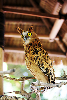 포토 JPG 해외이미지 동물 학생 응시 시선 야생동물 오렌지 조류 동물원 사람없음 갈색 노란색 머리 침묵 회색 관찰 집중 깃털 고민 사냥 부리 육식동물 부엉이 사냥꾼 해외포토 직업 감정 컬러 컨셉 과일 모션 신체부위 소리 파일형식 이미지허브
