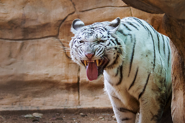 포토 JPG 해외이미지 주간 한마리 야생동물 동물원 사람없음 야외 찡그림 맹수 메롱 백호 포효 해외포토 자연요소 동물 1 모션 표정 외침 호랑이 파일형식 사방신 이미지허브