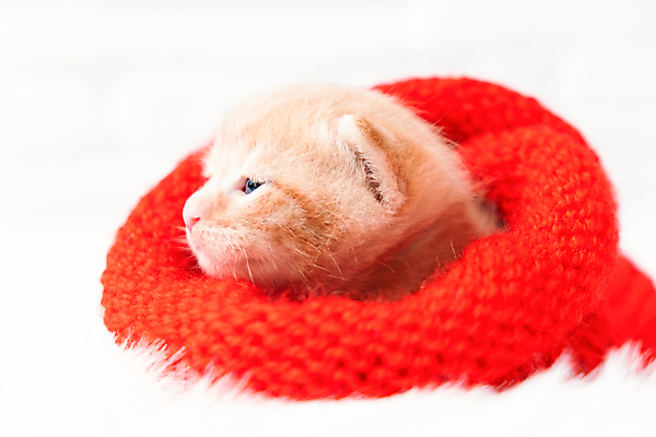 포토 JPG 해외이미지 크리스마스장식 크리스마스 겨울 오렌지 발 선물 사람없음 반려동물 산타클로스 귀여움 축제 고양이 화목 달력 축하 표현 아기 신생아 잠 쓰레기 모피 호기심 엽서 귀 부드러움 해피뉴이어 생강 노엘 클라우스 해외포토 동물 계절 기념일 감정 컨셉 채소 과일 포유류 사람 신체부위 새해인사 감각 편지 파일형식 이미지허브