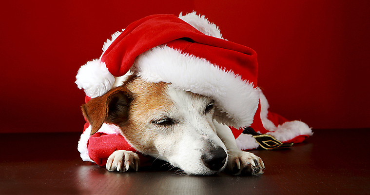 포토 JPG 해외이미지 스튜디오촬영 동물 전통 크리스마스 겨울 산타모자 휴가 새해 생물 바닥 기념 털 이벤트 사람없음 빨간색 반려동물 산타클로스 평화 축제 침묵 잠 개 달콤 강아지 12월 낮잠 솜털 송곳니 거짓말 기르기 총구 해외포토 모자_잡화 계절 기념일 컬러 컨셉 포유류 실내 소리 날짜 맛 치아 돌봄 파일형식 이미지허브