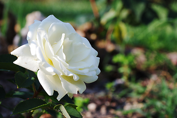 포토 JPG 해외이미지 식물 디자인 계절 꽃잎 꽃 줄기 백그라운드 잎 꽃무늬 밭 자연 벽지 하늘 프레임 풍경 초원 사람없음 장식 빨간색 초록색 여름 컬러풀 뷰티 정원 맑음 보라색 봄 들꽃 벚꽃 흰색 시골 모서리 각도 양귀비 진홍색 내추럴 고립 취급주의 국경 해외포토 컬러 무늬 농업 날씨 경고 생태계 파일형식 이미지허브