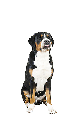 포토 JPG 해외이미지 스튜디오촬영 동물 1 응시 백그라운드 장난 포유류 산 털 경비 성인 사람없음 반려동물 눕기 갈색 믿음 가축 우정 흰색 자신감 개 보호 큼 스위스 경계 흰배경 송곳니 경보 고립 삼색 충실 해외포토 시선 감정 유럽 컬러 컨셉 모션 실내 안전 사람 친구 치아 크기 파일형식 이미지허브