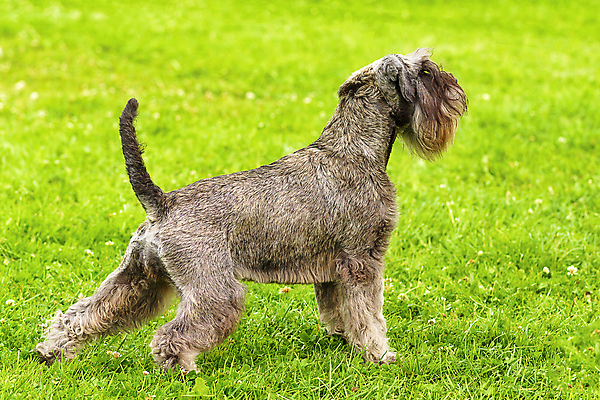 포토 JPG 해외이미지 동물 공원 행복 포유류 자연 거리 건강 사람 사람없음 야외 초록색 여름 반려동물 걷기 우정 산책 개 강아지 송곳니 기르기 유래 해외포토 계절 공공시설 감정 컬러 모션 휴식 친구 치아 생태계 돌봄 파일형식 이미지허브