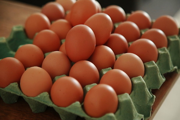 포토 JPG 해외이미지 실내 사람없음 계란 가득함 계란판 해외포토 내부 알 파일형식 이미지허브