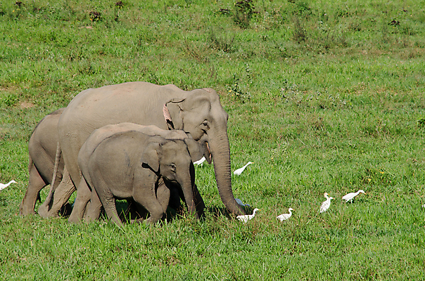 포토 JPG 해외이미지 동물 공원 아시아 야생동물 여행 포유류 가족 태국 자연 코끼리 종류 동양인 사람없음 환경 힘 아기 보호 숲 큼 인도인 코 멸종 내추럴 벌목 인구 전국 지능 해외포토 외국인 공공시설 나라 컨셉 관계 사람 인종 신체부위 크기 생태계 파일형식 이미지허브