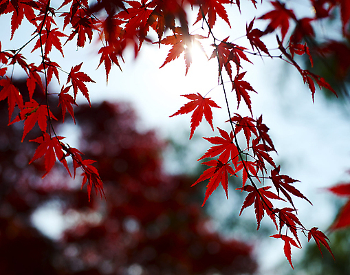 포토 JPG 해외이미지 주간 단풍 단풍나무 사람없음 야외 아웃포커스 해외포토 자연요소 나무 잎 촬영기법 파일형식 이미지허브