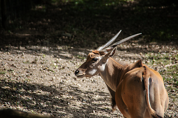 포토 JPG 해외이미지 모래 아프리카 자연 털 뿔 초원 사람없음 야외 초록색 갈색 램 스텝 해외포토 나라 컬러 생태계 파일형식 이미지허브