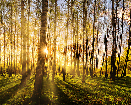 포토 JPG 해외이미지 나무 자연 하늘 사람없음 야외 햇빛 태양 일몰 숲속 숲 해외포토 자연요소 식물 노을 생태계 파일형식 이미지허브
