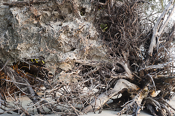 포토 JPG 해외이미지 나무 모래 여행 백그라운드 태국 자연 프레임 손바닥 풍경 사람없음 야외 목재 햇빛 태양 환경 검은색 일몰 죽음 떨어짐 숲 큼 오브젝트 부식 질감 뿌리 거인 옛날 해외포토 자연요소 식물 손 아시아 컬러 컨셉 재료 노을 크기 생태계 파일형식 이미지허브