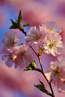 포토 JPG 해외이미지 나무 식물 디자인 계절 공원 꽃잎 꽃 분홍색 백그라운드 잎 꽃무늬 자연 추상 사람없음 야외 빛 컬러풀 뷰티 정원 일본 맑음 봄 성장 벚꽃 흰색 나뭇가지 신선 개화 체리 사과 소프트포커스 과수원 4월 원예 보케 내추럴 해외포토 공공시설 아시아 컬러 무늬 농업 과일 날씨 촬영기법 취미 날짜 생태계 파일형식 이미지허브