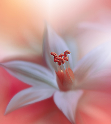 포토 JPG 해외이미지 식물 디자인 배너 꽃 백그라운드 꽃무늬 오렌지 자연 벽지 추상 휴가 새로움 기념 사랑 미술 사람없음 장식 컬러풀 뷰티 봄 낭만 덮개 벚꽃 축하 인사 신용카드 메뉴 캔버스 초대 파스텔톤 국경 해외포토 계절 감정 컬러 컨셉 무늬 과일 문화예술 금융 뚜껑 예절 생태계 파일형식 이미지허브