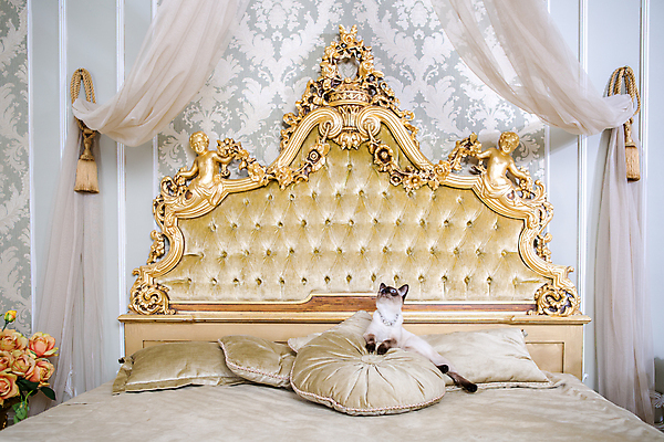 포토 JPG 해외이미지 동물 라이프스타일 응시 가구 쿠션 건축양식 포유류 태국 아파트 실내 사람없음 내부 장식 반려동물 인테리어 갈색 우주 고양이 기쁨 침실 방 침대 아기 황금 고급 우아함 작음 큼 담요 다이아몬드 부드러움 편리함 기르기 해외포토 디자인 시선 건축 감정 아시아 컬러 생활용품 컨셉 주택 사람 생활 감각 크기 보석 돌봄 파일형식 이미지허브