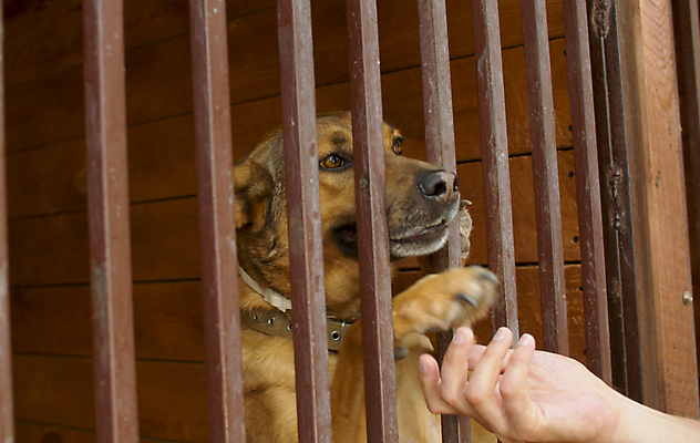 포토 JPG 해외이미지 동물 여자 행복 자연 친절 주택 종류 사랑 사람 사람없음 야외 울타리 반려동물 검은색 우정 놀이방 기쁨 만지기 봉사 도움 구출 개 큼 새장 송곳니 노숙자 돌봄 쇠창살 타격 해외포토 감정 컬러 컨셉 포유류 모션 건물 친구 담장 치아 크기 생태계 케이지 파일형식 이미지허브