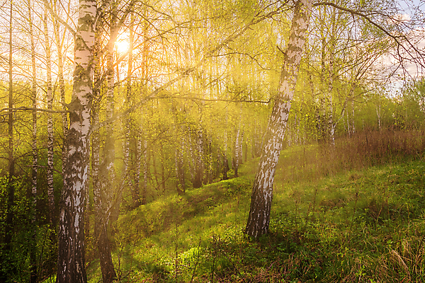 포토 JPG 해외이미지 나무 자연 하늘 사람없음 야외 햇빛 태양 숲속 숲 해외포토 자연요소 식물 생태계 파일형식 이미지허브