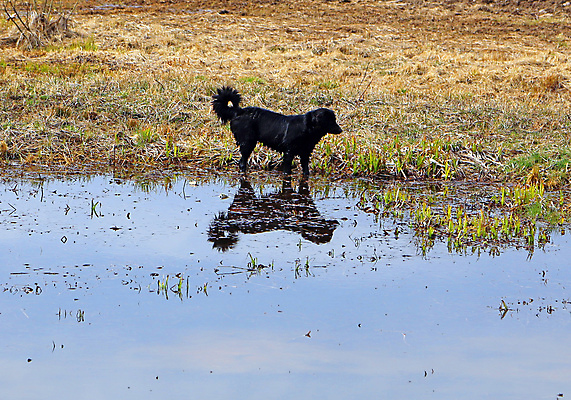 포토 JPG 해외이미지 동물 응시 행복 호수 얼굴 밭 장난 자연 놀이 주택 건강 사람없음 야외 물 반려동물 달리기 노란색 머리 수영 기쁨 젖음 코트 양치기 닫기 개 닥스훈트 혀 코 귀 송곳니 기르기 해외포토 자연요소 직업 시선 감정 컬러 농업 포유류 모션 건물 신체부위 외투 수상스포츠 입 치아 생태계 돌봄 파일형식 이미지허브