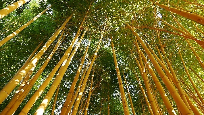 포토 JPG 해외이미지 나무 식물 선 백그라운드 아침 동양인 사람없음 초록색 노란색 평화 일본 중국 화목 침묵 봄 활발 전원 신선 황무지 티켓 분위기 숲 대나무 순수 명상 환경보전 에코 생태계 상록수 내추럴 광합성 삼림지대 이국적 그리너리 해외포토 주간 계절 아시아 컬러 컨셉 인종 환경 소리 전기에너지 사회이슈 파일형식 트랜드컬러 이미지허브
