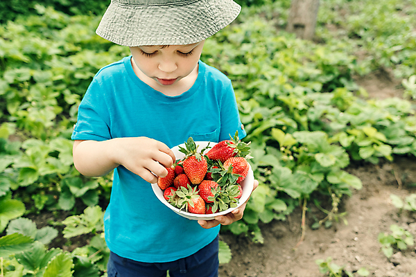 포토 JPG 해외이미지 식물 백인 손 열매 남자 행복 어린이 음식 밭 과일 자연 딸기 건강 한명 사람 소년 야외 초록색 농장 정원 유치원 수확 신선 잡기 선택 달콤 작음 수집 유기농 원예 지역 걸음마 해외포토 서양인 1 웰빙 교육 감정 컬러 컨셉 농업 모션 취미 신체부위 맛 크기 생태계 파일형식 이미지허브