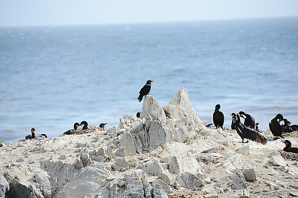 포토 JPG 해외이미지 주간 해외풍경 바다 여러마리 조류 해변 사람없음 야외 미국 바위 캘리포니아 서식지 해외포토 자연요소 동물 해외 다수 북아메리카 풍경 돌_바위 파일형식 이미지허브