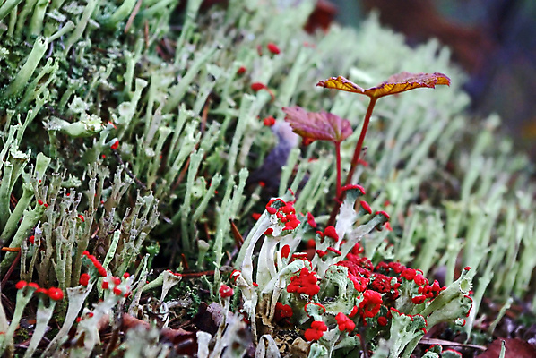 포토 JPG 해외이미지 식물 계절 꽃 백그라운드 잎 패턴 자연 표면 아침 추상 이끼 사람없음 야외 목재 물 여름 빛 환경 정원 봄 젖음 성장 가을 흰색 신선 닫기 숲 작음 묘사 질감 부드러움 내추럴 광합성 땅바닥 생태학 해외포토 주간 자연요소 나무 교육 컬러 무늬 재료 모션 바닥 감각 크기 생태계 파일형식 이미지허브