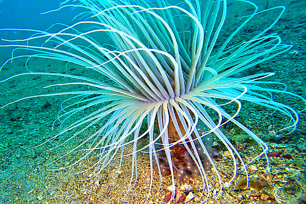 포토 JPG 해외이미지 동물 공원 유럽 야생동물 바다 자연 사람없음 야외 물 컬러풀 뷰티 환경 바닷속 수중 다양 스페인 산호 잠수함 지중해 생태계 다이빙 생물학 암초 서식지 깊이 동물상 생태학 아네모네 해외포토 자연요소 공공시설 교육 꽃 나라 컬러 다수 조형물 수영 자포동물 수중스포츠 파일형식 이미지허브