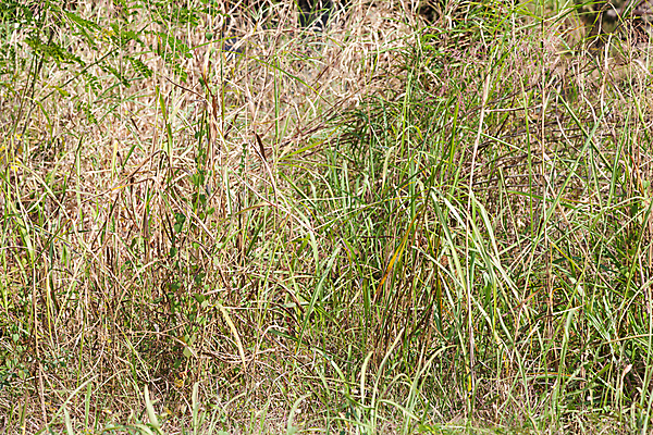 포토 JPG 해외이미지 나무 식물 계절 백그라운드 밭 농업 자연 하늘 사람없음 야외 옆모습 초록색 여름 빛 햇빛 환경 봄 시골 아스팔트 먼지 장면 내추럴 땅바닥 해외포토 산업 도로 뷰포인트 컬러 바닥 태양 생태계 파일형식 이미지허브