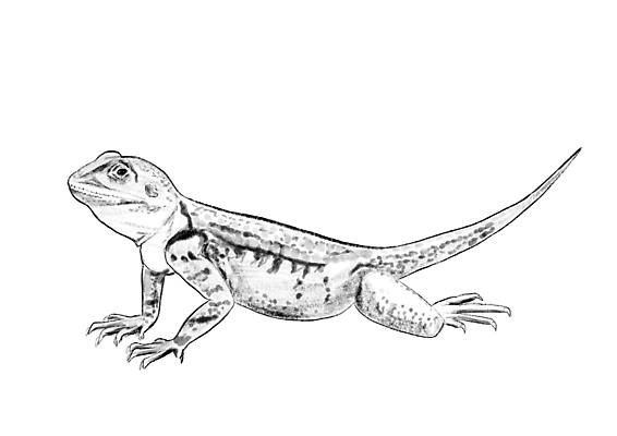 포토 JPG 해외이미지 동물 야생동물 일러스트 파충류 자연 생물 산 동물원 양서류 그림자 미술 동양인 사람없음 그래픽 반려동물 컬러풀 갈색 페인트 흰색 용 스케치 디지털합성 꼬리 도마뱀 손그림 이구아나 마법 고립 동물상 발톱 이국적 현실 해외일러스트 컬러 발 문화예술 인종 조형물 생태계 파일형식 이미지허브