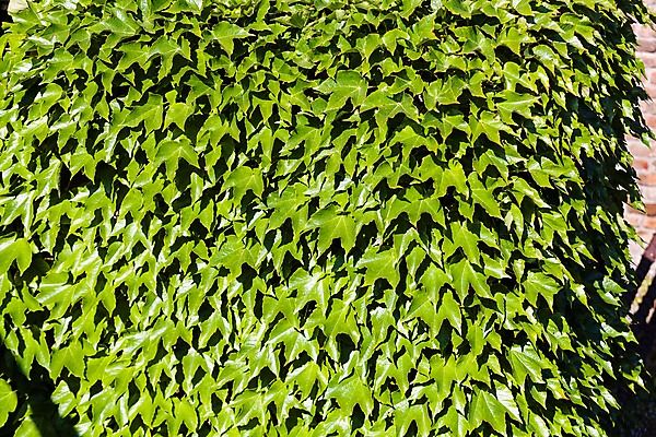 포토 JPG 해외이미지 나무 식물 계절 공원 벽 백그라운드 잎 패턴 자연 사람없음 야외 장식 초록색 빛 컬러풀 햇빛 환경 정원 맑음 봄 활발 성장 나뭇가지 신선 숲 묘사 질감 포도나무 내추럴 생태학 해외포토 공공시설 교육 컬러 컨셉 무늬 날씨 태양 과일나무 생태계 파일형식 이미지허브