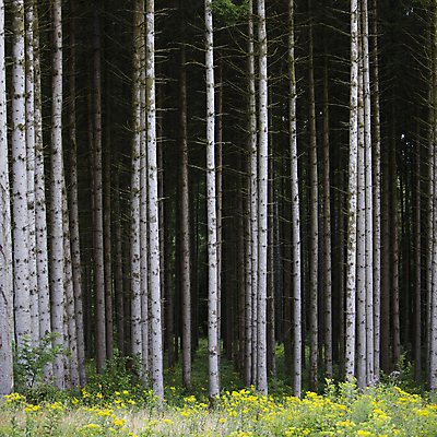 포토 JPG 해외이미지 나무 식물 디자인 계절 공원 꽃 백그라운드 낙엽 잎 꽃무늬 일러스트 자연 풍경 사람없음 야외 목재 초록색 여름 파란색 컬러풀 환경 정원 봄 성장 나뭇가지 소나무 개화 황무지 닫기 숲 상록수 침엽수 전나무 내추럴 삼림지대 가문비나무 해외포토 공공시설 컬러 무늬 재료 모션 생태계 파일형식 이미지허브