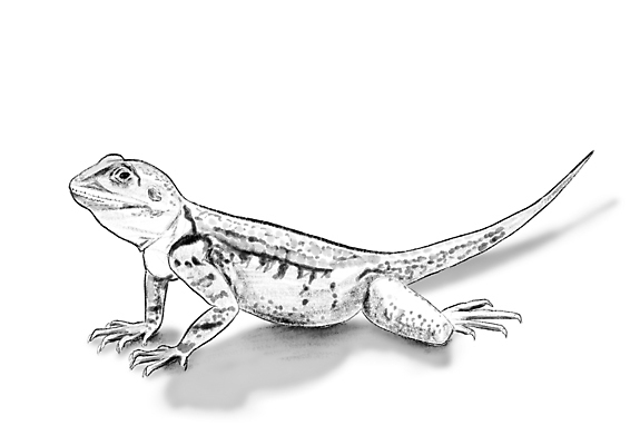 포토 JPG 해외이미지 동물 야생동물 일러스트 파충류 자연 생물 산 동물원 양서류 그림자 미술 동양인 사람없음 그래픽 반려동물 컬러풀 갈색 페인트 흰색 용 스케치 디지털합성 꼬리 도마뱀 손그림 이구아나 마법 고립 동물상 발톱 이국적 현실 해외일러스트 컬러 발 문화예술 인종 조형물 생태계 파일형식 이미지허브