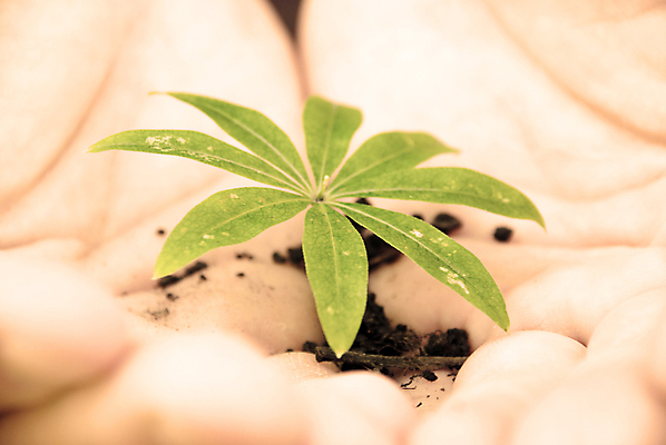 포토 JPG 해외이미지 나무 식물 어린이 컨셉 잎 농업 상상 자연 열쇠 새로움 기술 관리 사람 성인 사람없음 야외 세로 초록색 환경 힘 성장 잡기 보호 작음 시작 원예 뿌리 먼지 분재 적재 빛망울 개발 돌봄 모종 심기 파종 생존 세련 전경 해외포토 산업 컬러 모션 풍경 취미 빛 농사 크기 생태계 파일형식 탑뷰 이미지허브