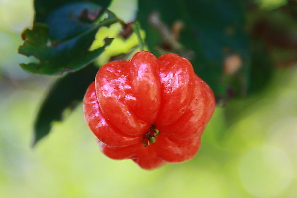 포토 JPG 해외이미지 음식 과일 자연 디저트 건강 씨앗 사람없음 초록색 농장 노란색 주스 견과류 수확 흰색 신선 달콤 맛 먹기 파인애플 열대과일 유기농 날것 건강식 숙성 이국적 캐슈넛 맛있는 해외포토 식물 웰빙 음료 컬러 컨셉 농업 모션 생태계 파일형식 이미지허브
