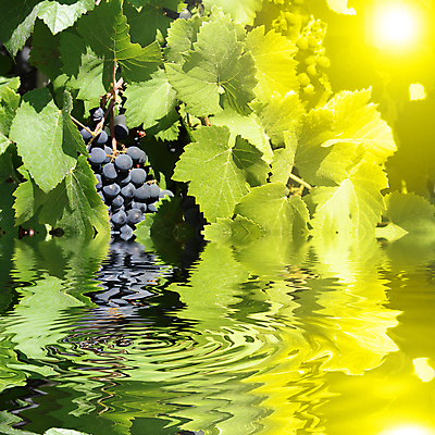 포토 JPG 해외이미지 식물 계절 열매 음식 백그라운드 잎 농업 과일 자연 포도 디저트 건강 사람없음 빨간색 초록색 여름 파란색 농작물 와인 보라색 주스 수확 성장 가을 흰색 나뭇가지 신선 달콤 맛 다발 유기농 포도밭 포도나무 내추럴 고립 밭일 숙성 양조장 채식주의자 해외포토 나무 웰빙 산업 음료 컬러 컨셉 밭 주류 과일나무 생태계 채식 파일형식 이미지허브