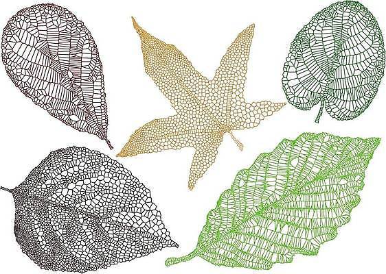 EPS 해외이미지 모양 식물 계절 실루엣 선 백그라운드 단풍 잎 패턴 오렌지 일러스트 자연 표면 그래픽 빨간색 초록색 세트 갈색 노란색 환경 보라색 가을 흰색 수집 묘사 그림 질감 윤곽 정맥 고립 해외일러스트 컬러 무늬 과일 촬영기법 생태계 혈관 파일형식 벡터 이미지허브