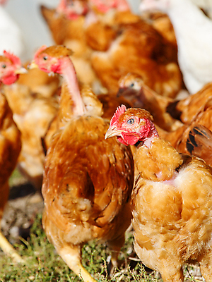 포토 JPG 해외이미지 동물 음식 밭 농업 자연 조류 건강 육류 초원 사람없음 야외 빨간색 농장 갈색 환경 농사 계란 치킨 가축 봄 시골 관찰 농부 낟알 땅 깃털 유기농 부리 수탉 내추럴 무료 밭일 수유 암탉 해외포토 직업 웰빙 계절 산업 컬러 식재료 모션 알 닭 암컷 수컷 생태계 닭고기요리 파일형식 이미지허브