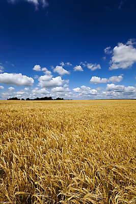포토 JPG 해외이미지 식물 산업 음식 빵 줄기 여행 밭 농업 채소 과일 자연 건조 씨앗 풍경 사람없음 야외 여름 농작물 햇빛 태양 뷰티 농장 노란색 식사 수확 성장 가을 시골 그룹 황금 선택 아침식사 낟알 땅 시리얼 밀 유기농 조경 보리 귀 장면 밀짚 숙성 호밀 세련 해외포토 자연요소 웰빙 계절 컬러 컨셉 곡류 신체부위 짚 생태계 파일형식 이미지허브
