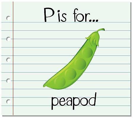 EPS 해외이미지 알파벳 영어 일러스트 영어교육 사람없음 단어 P 완두콩 콩깍지 단어카드 해외일러스트 문자 교육 콩 파일형식 벡터 단어장 이미지허브