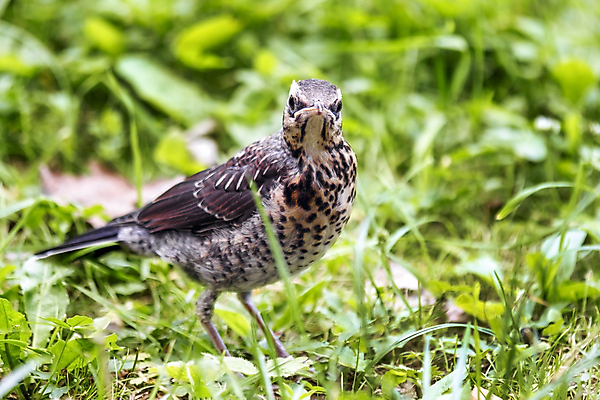 포토 JPG 해외이미지 동물 1 야생동물 날개 자연 조류 사람없음 야외 초록색 여름 갈색 정원 봄 작음 깃털 부리 내추럴 해외포토 계절 컬러 크기 생태계 파일형식 이미지허브