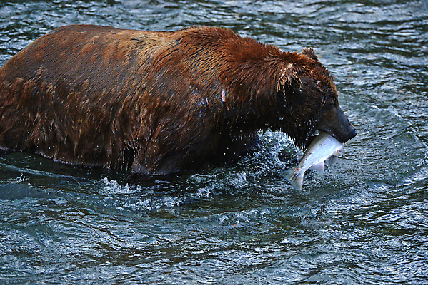 포토 JPG 해외이미지 주간 한마리 야생동물 곰 사람없음 야외 강 사냥 연어 해외포토 자연요소 동물 1 포유류 어류 파일형식 이미지허브