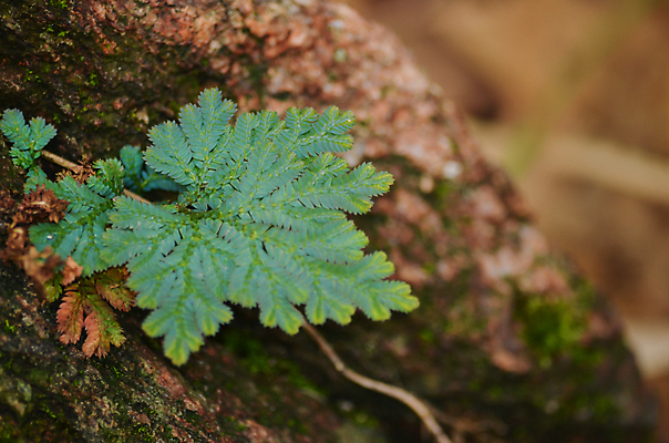 포토 JPG 해외이미지 식물 템플릿 디자인 백그라운드 잎 패턴 자연 추상 프레임 사람없음 초록색 여름 빛 환경 봄 성장 신선 작음 유기농 질감 내추럴 해외포토 웰빙 계절 컬러 무늬 크기 생태계 파일형식 이미지허브