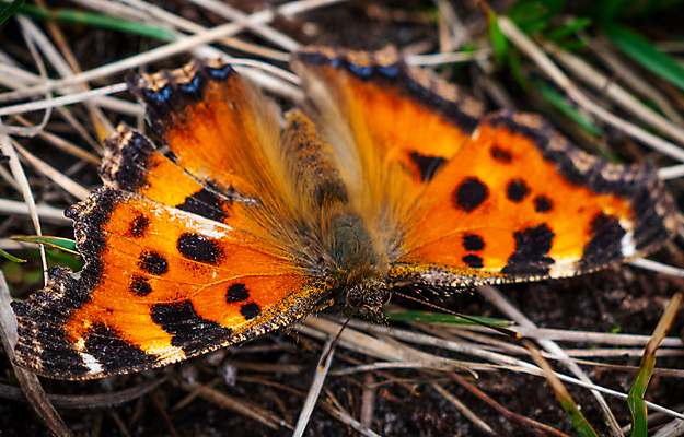 포토 JPG 해외이미지 식물 동물 공원 꽃 유럽 야생동물 나비 곤충 백그라운드 패턴 밭 날개 오렌지 자연 앉기 초원 사람없음 야외 빨간색 초록색 여름 컬러풀 노란색 봄 오픈 작음 먹기 내추럴 동물상 디테일 해외포토 계절 공공시설 나라 컬러 무늬 농업 과일 모션 조형물 크기 생태계 파일형식 이미지허브
