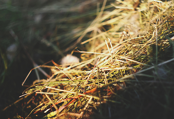 포토 JPG 해외이미지 식물 계절 공원 백그라운드 잎 농업 채소 자연 풍경 사람없음 초록색 여름 컬러풀 햇빛 정원 봄 성장 나뭇가지 신선 유기농 원예 내추럴 해외포토 나무 웰빙 공공시설 산업 컬러 취미 태양 생태계 파일형식 이미지허브