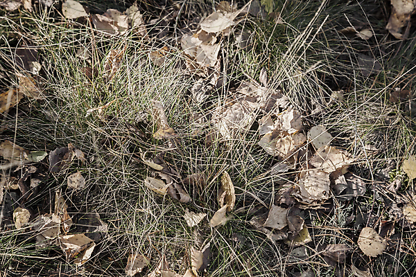 포토 JPG 해외이미지 공원 휴식 사람없음 가로 산책 시골 죽음 그룹 땅 많음 카피스페이스 해외포토 공공시설 컨셉 공백 파일형식 이미지허브