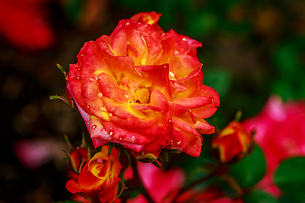 포토 JPG 해외이미지 꽃잎 꽃 산업 농업 자연 사람없음 야외 가로 컬러풀 장미 닫기 빗방울 원예 카피스페이스 해외포토 식물 컬러 모션 취미 공백 비_날씨 생태계 파일형식 이미지허브