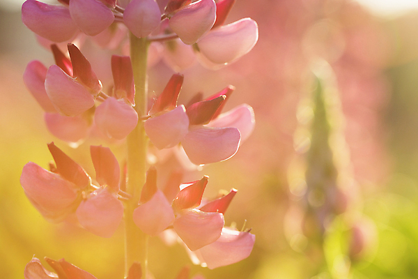 포토 JPG 해외이미지 식물 계절 꽃잎 꽃 분홍색 백그라운드 자연 사람없음 야외 정원 일몰 봄 활발 벚꽃 개화 내추럴 해외포토 컬러 컨셉 노을 생태계 파일형식 이미지허브