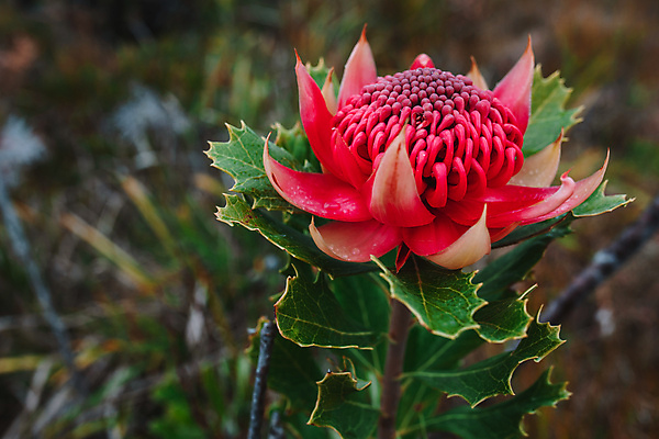 포토 JPG 해외이미지 식물 꽃잎 꽃 줄기 백그라운드 잎 꽃무늬 자연 산 사람없음 빨간색 초록색 여름 빛 뷰티 머리 정원 봄 들꽃 성장 벚꽃 나뭇가지 개화 호주 숲 자주색 관목 원예 내추럴 고립 전국 해외포토 나무 계절 컬러 무늬 취미 신체부위 오세아니아 생태계 파일형식 이미지허브