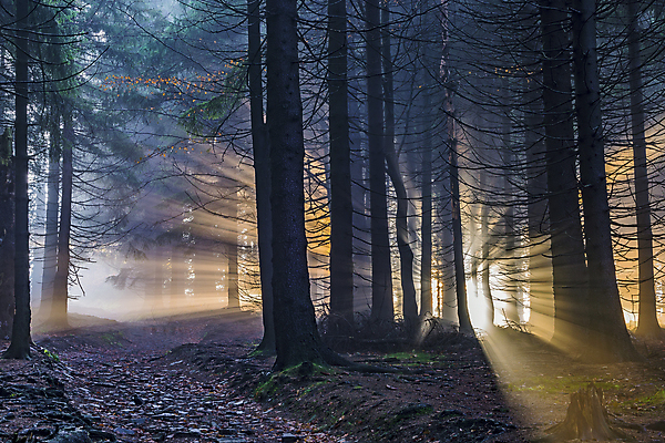 포토 JPG 해외이미지 나무 식물 계절 도로 길 자연 날씨 풍경 사람없음 야외 빛 컬러풀 햇빛 태양 환경 맑음 검은색 안개 광선 가을 나뭇가지 숲 신비 기적 침엽수 마법 땅바닥 삼림지대 가문비나무 해외포토 자연요소 컬러 컨셉 교통시설 바닥 생태계 파일형식 이미지허브