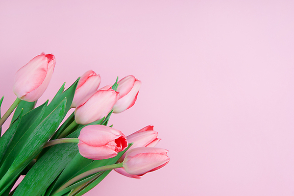 포토 JPG 해외이미지 식물 디자인 기념일 꽃잎 꽃 분홍색 꽃다발 백그라운드 잎 꽃무늬 패턴 자연 벽지 엄마 휴가 부활절 프레임 발렌타인데이 선물 사랑 사람없음 장식 초록색 컬러풀 뷰티 우주 봄 낭만 튤립 벚꽃 축하 인사 신선 생일 우아함 엽서 내추럴 파스텔톤 카피스페이스 해외포토 계절 감정 컬러 컨셉 무늬 가족 데이이벤트 이벤트 공백 예절 편지 생태계 파일형식 이미지허브