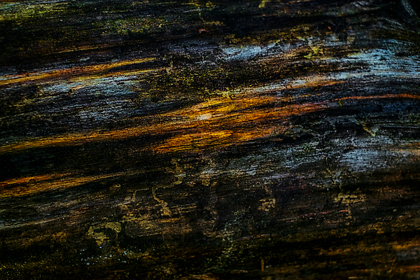 포토 JPG 해외이미지 나무 식물 디자인 계절 음식 잎 패턴 자연 표면 추상 건조 이끼 사람없음 야외 목재 초록색 갈색 노란색 환경 버섯 성장 가을 흰색 거친 숲 천 묘사 질감 통나무 나무껍질 내추럴 곰팡이 수목 식용 옛날 해외포토 컬러 무늬 재료 껍질 직물 생태계 파일형식 이미지허브