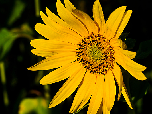 포토 JPG 해외이미지 주간 꽃잎 잎 해바라기 사람없음 야외 아웃포커스 해외포토 자연요소 식물 꽃 촬영기법 파일형식 이미지허브